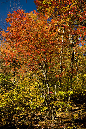 Fall in Shenandoah National Park, VA